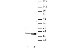 Western blot of Histone H3 acetyl Lys9 antibody (pAb). (Histone 3 anticorps  (H3K9ac))