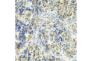 Immunohistochemistry of paraffin-embedded mouse spleen using VAPB Antibody (ABIN1876551) at dilution of 1:200 (40x lens). (VAPB anticorps)