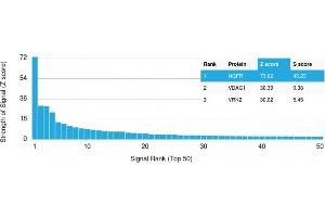 Analysis of Protein Array containing more than 19,000 full-length human proteins using NGFR Rabbit Recombinant Monoclonal Antibody (NGFR/1997R).