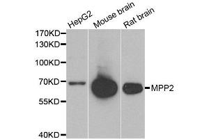 Western blot analysis of extracts of various cell lines, using MPP2 antibody. (MPP2 anticorps)