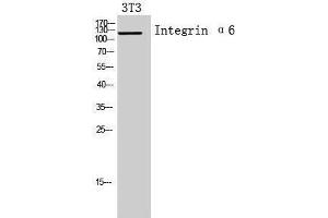 Western Blotting (WB) image for anti-Integrin, alpha 6 (ITGA6) (Internal Region) antibody (ABIN3181435) (ITGA6 anticorps  (Internal Region))