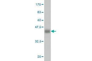 Western Blot detection against Immunogen (36.