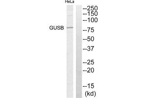 Western Blotting (WB) image for anti-Glucuronidase, beta (GUSB) (Internal Region) antibody (ABIN1850919) (Glucuronidase beta anticorps  (Internal Region))