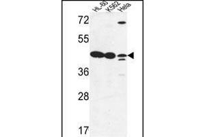 LFNG Antibody (Center) (ABIN653477 and ABIN2842898) western blot analysis in HL-60,K562,Hela cell line lysates (35 μg/lane). (LFNG anticorps  (AA 86-114))