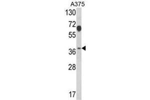 Western blot analysis of PSMD7 Antibody (N-term) in A375 cell line lysates (35ug/lane).