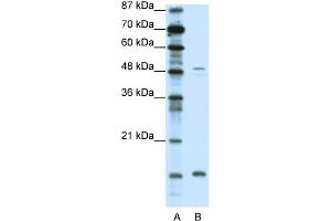 WB Suggested Anti-FBN1 Antibody Titration:  0. (Fibrillin 1 anticorps  (N-Term))
