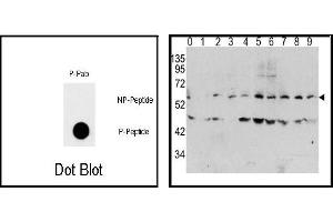 Image no. 1 for anti-Myc Proto-Oncogene protein (MYC) (pThr58) antibody (ABIN358293) (c-MYC anticorps  (pThr58))