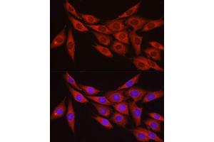 Immunofluorescence analysis of NIH/3T3 cells using PPP1R12A Rabbit pAb (ABIN6128260, ABIN6146059, ABIN6146061 and ABIN6213896) at dilution of 1:100 (40x lens).
