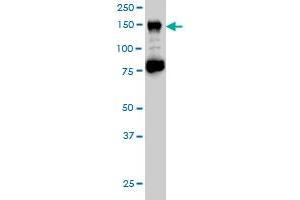 CHAF1A monoclonal antibody (M02), clone 1C2 Western Blot analysis of CHAF1A expression in Hela S3 NE . (CHAF1A anticorps  (AA 21-120))