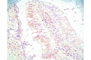 Mouse intestine tissue was stained by Rabbit Anti-PYY (3-36) (Human) Serum (Peptide YY anticorps  (AA 3-36))