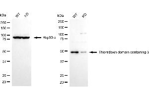 Western blotting analysis using thioredoxin domain containing 5 antibody (ABIN7800541).