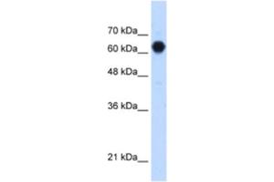 Western Blotting (WB) image for anti-Glycosyltransferase-Like Domain Containing 2 (GTDC2) antibody (ABIN2463244) (C3orf39 anticorps)