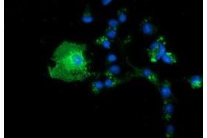 Immunofluorescence (IF) image for anti-Butyrophilin, Subfamily 1, Member A1 (BTN1A1) antibody (ABIN1496986) (BTN1A1 anticorps)