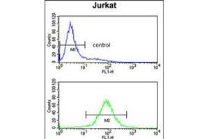 Flow cytometry analysis of Jurkat cells (bottom histogram) compared to a negative control cell (top histogram). (PCCB anticorps  (AA 82-107))