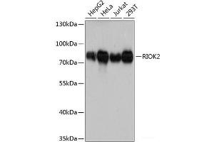 Western blot analysis of extracts of various cell lines using RIOK2 Polyclonal Antibody at dilution of 1:3000. (RIOK2 anticorps)