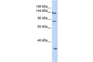 SIN3A antibody used at 0.