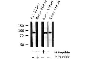 Western blot analysis of Phospho-Tau (Ser235) expression in various lysates