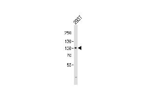 Western blot analysis of lysate from 293T cell line, using GIT2 Antibody (C-term) (ABIN6243209 and ABIN6577418).