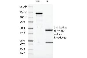 SDS-PAGE Analysis Purified Transglutaminase II Mouse Monoclonal Antibody (SPM358). (Transglutaminase 2 anticorps)