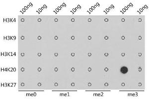 Dot-blot analysis of all sorts of methylation peptides using TriMethyl-Histone H4-K20 antibody.