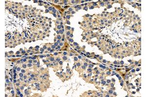 ABIN6257439 and ABIN6276207 at 1/100 staining Mouse testis tissue by IHC-P.