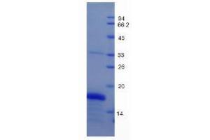 SDS-PAGE analysis of Mouse GDF1 Protein. (GDF1 Protéine)