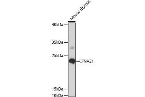 Western blot analysis of extracts of mouse thymus, using IFN antibody (ABIN7267966) at 1:1000 dilution. (IFNA21 anticorps  (C-Term))
