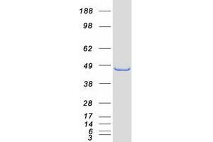 Validation with Western Blot