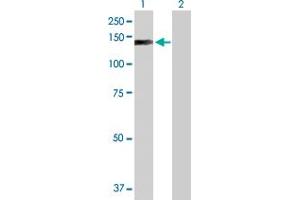 Western Blot analysis of EP400 expression in transfected 293T cell line by EP400 MaxPab polyclonal antibody. (EP400 anticorps  (AA 1-985))