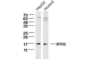 Lane 1: HepG2 lysates Lane 2: Hcclm3 lysates probed with BTG2 Polyclonal Antibody, Unconjugated  at 1:300 dilution and 4˚C overnight incubation. (BTG2 anticorps  (AA 31-110))