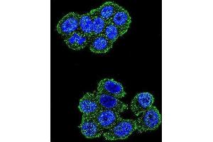 Immunofluorescence (IF) image for anti-Ubiquinol-Cytochrome C Reductase, Rieske Iron-Sulfur Polypeptide 1 (UQCRFS1) antibody (ABIN2996303)