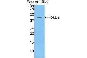 Western blot analysis of the recombinant protein. (LCN5 anticorps  (AA 22-177))
