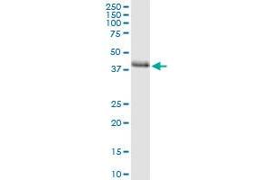 anti-Starch Binding Domain 1 (STBD1) (AA 1-358) antibody