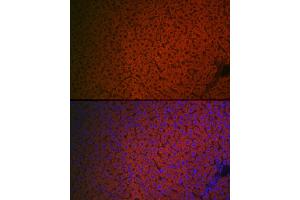 Immunofluorescence analysis of mouse liver cells using Factor IX / F9 Rabbit pAb (ABIN3022173, ABIN3022174, ABIN3022175, ABIN1512886 and ABIN6218646) at dilution of 1:100 (40x lens).