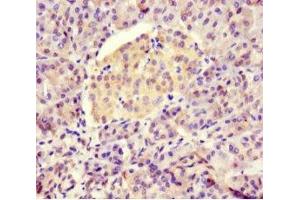 Immunohistochemistry of paraffin-embedded human pancreatic tissue using ABIN7145898 at dilution of 1:100 (BTNL2 anticorps  (AA 26-202))