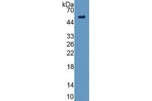 Mouse Capture antibody from the kit in WB with Positive Control: Sample Human A549 Cells. (Angiopoietin 1 Kit CLIA)