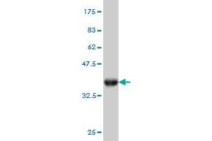 Western Blot detection against Immunogen (36.