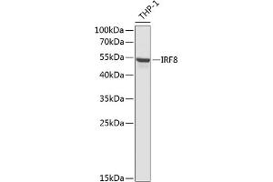 Western blot analysis of extracts of THP-1 cells, using IRF8 antibody (ABIN6128078, ABIN6142537, ABIN6142539 and ABIN6217760) at 1:1000 dilution. (IRF8 anticorps  (AA 137-426))