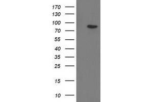 Western Blotting (WB) image for anti-Gephyrin (GPHN) antibody (ABIN1498425)