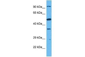 Host:  Rabbit  Target Name:  SUN1  Sample Tissue:  Human HCT116 Whole Cell  Antibody Dilution:  1ug/ml