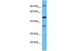 Host:  Rabbit  Target Name:  SUN1  Sample Tissue:  Human HCT116 Whole Cell  Antibody Dilution:  1ug/ml (SUN1 anticorps  (N-Term))