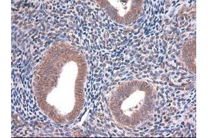 Immunohistochemical staining of paraffin-embedded kidney using anti-EpCAM (ABIN2452541) mouse monoclonal antibody. (EpCAM anticorps  (AA 24-265))