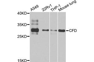 Western blot analysis of extracts of various cell lines, using CFD antibody (ABIN5974492) at 1/1000 dilution. (Adipsin anticorps)