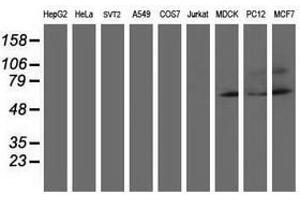 Image no. 4 for anti-Adaptor-Related Protein Complex 2, mu 1 Subunit (AP2M1) (AA 97-383) antibody (ABIN1491720)