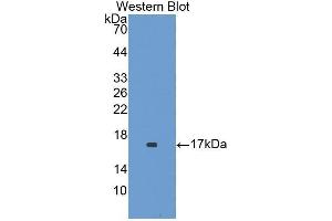 Western Blotting (WB) image for anti-Interleukin 1 Family Member 9 (IL1F9) (AA 5-149) antibody (ABIN1859385)