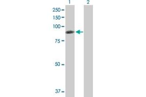 Western Blot analysis of RDX expression in transfected 293T cell line by RDX MaxPab polyclonal antibody. (Radixin anticorps  (AA 1-583))