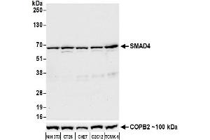 Western Blotting (WB) image for anti-SMAD Family Member 4 (SMAD4) (AA 1-50) antibody (ABIN7455159)