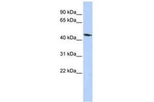 Image no. 1 for anti-Potassium Inwardly-Rectifying Channel, Subfamily J, Member 1 (KCNJ1) (AA 216-265) antibody (ABIN6740423)