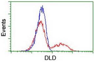 HEK293T cells transfected with either RC200639 overexpress plasmid (Red) or empty vector control plasmid (Blue) were immunostained by anti-DLD antibody (ABIN2454922), and then analyzed by flow cytometry. (DLD anticorps)