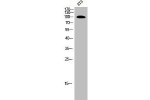 Western Blot analysis of 3T3 cells using ORC1 Polyclonal Antibody (ORC1 anticorps  (Internal Region))